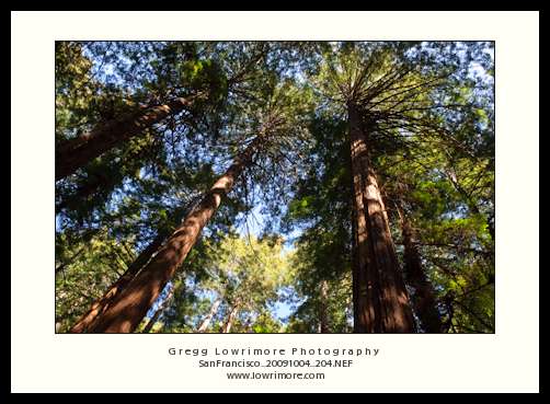 The Redwoods Redwoods in Sunlight